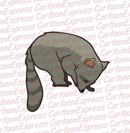 raccoon